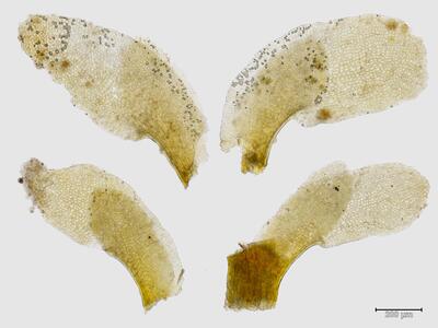 voucher diplophyllum taxifolium blattlappen