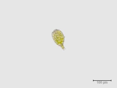 voucher diplophyllum taxifolium frisch antheridien