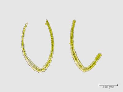 voucher diplophyllum taxifolium frisch blatt quer