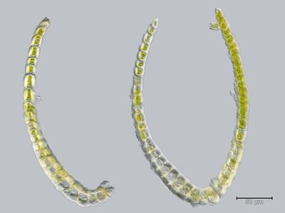 voucher diplophyllum taxifolium frisch blatt quer detail