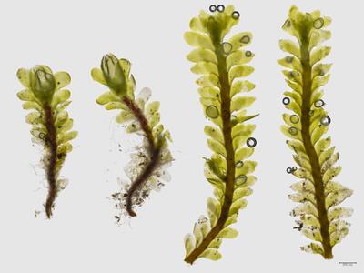 voucher diplophyllum taxifolium frisch habitus unterseite
