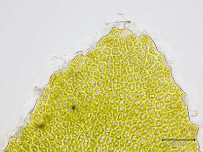 voucher diplophyllum taxifolium frisch oberlappen blattspitze