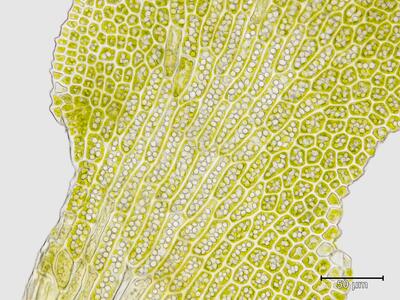 voucher diplophyllum taxifolium frisch unterlappen blattbasis