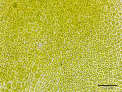 voucher diplophyllum taxifolium frisch unterlappen blattmitte