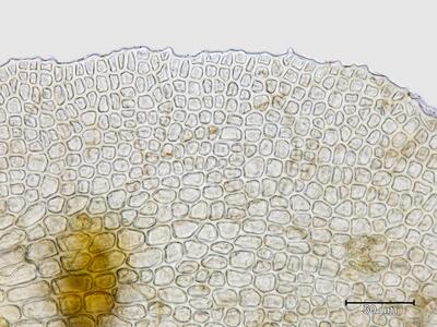 voucher diplophyllum taxifolium oberlappen blattrand