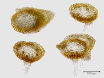 voucher diplophyllum taxifolium stamm quer