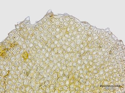 voucher diplophyllum taxifolium unterlappen blattspitze