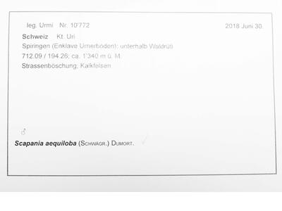 voucher scapania aequiloba herbarbeleg 2