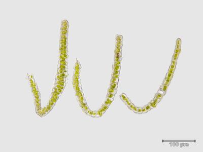 voucher scapania carinthiaca var massalongi 2 blatt quer