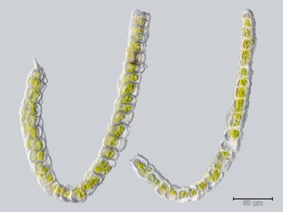 voucher scapania carinthiaca var massalongi 2 blatt quer detail