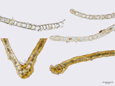 voucher scapania gracilis blatt quer detail