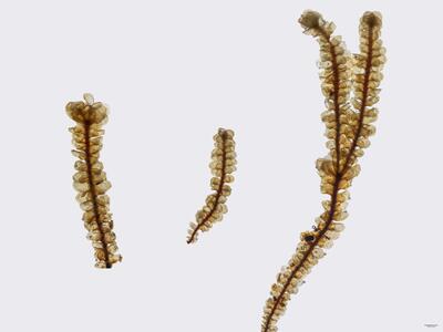 voucher scapania gracilis habitus oberseite