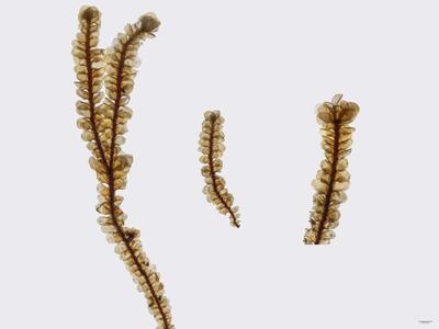 voucher scapania gracilis habitus unterseite
