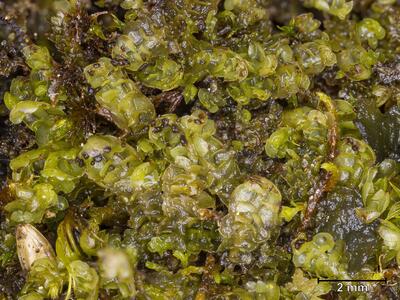 voucher scapania gymnostomophila