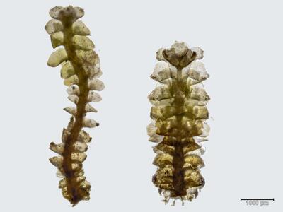 voucher scapania gymnostomophila habitus unterseite