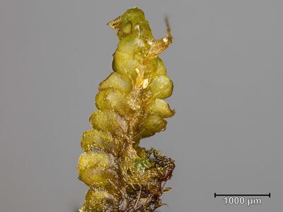 voucher scapania gymnostomophila habitus unterseite2