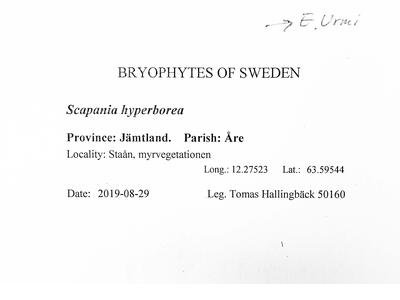 voucher scapania hyperborea herbarbeleg