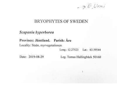 voucher scapania hyperborea herbarbeleg