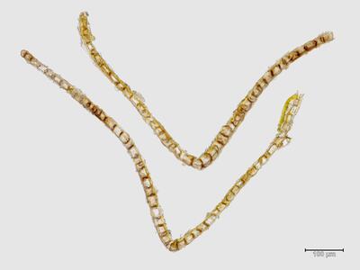 voucher scapania irrigua ssp rufescens blatt quer