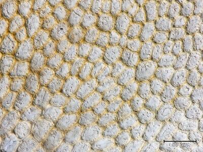 voucher scapania mucronata unterlappen blattmitte