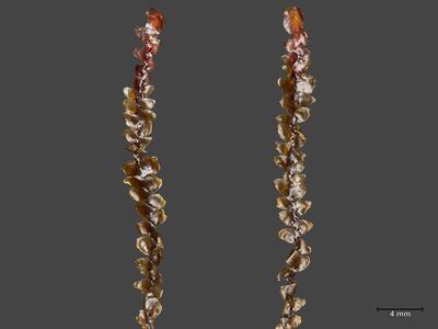 voucher scapania ornithopodioides habitus unterseite2