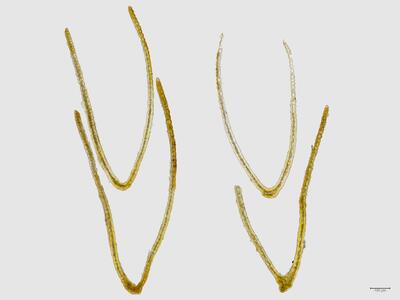 voucher scapania parvifolia blatt quer