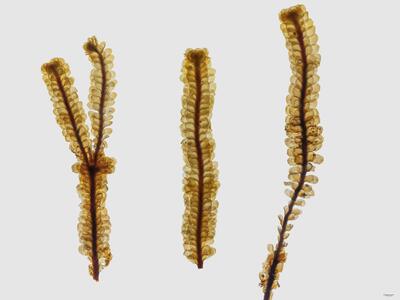 voucher scapania parvifolia habitus oberseite