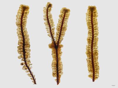 voucher scapania parvifolia habitus unterseite