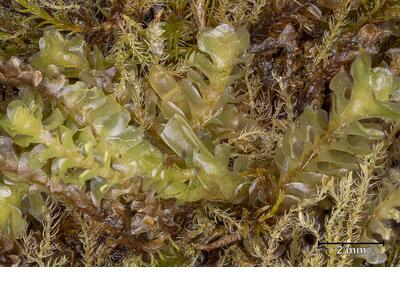 voucher scapania subalpina 2 habitus