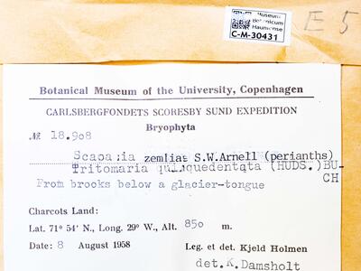 voucher scapania zemliae herbarbeleg