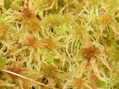 sphagnum angustifolium