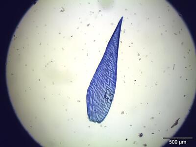 sphagnum angustifolium astblatt