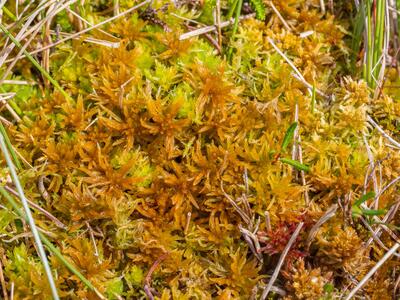 sphagnum balticum