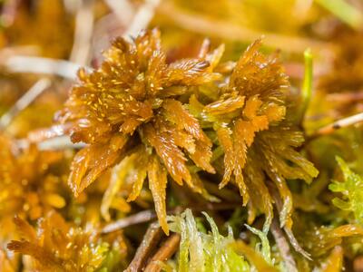 sphagnum balticum detail