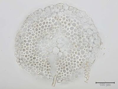 sphagnum balticum stamm quer