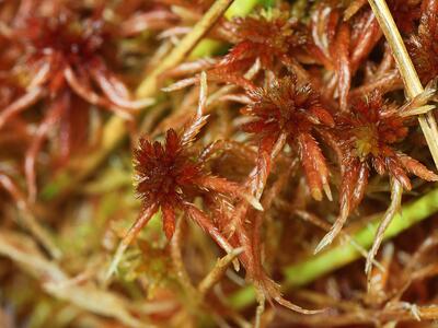 sphagnum capillifolium