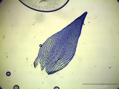 sphagnum capillifolium astblatt