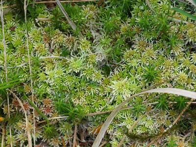 sphagnum capillifolium habitus