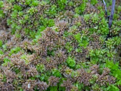 sphagnum compactum