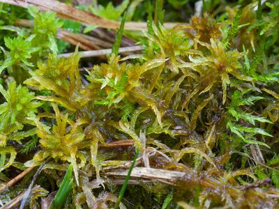 sphagnum contortum