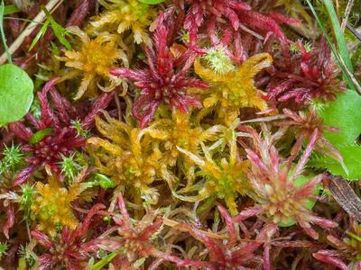 sphagnum contortum habitus