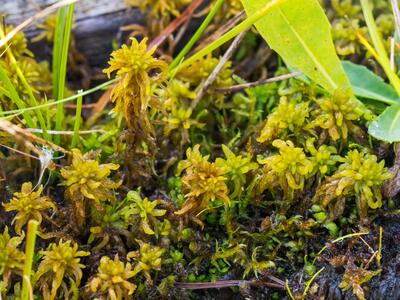 sphagnum denticulatum