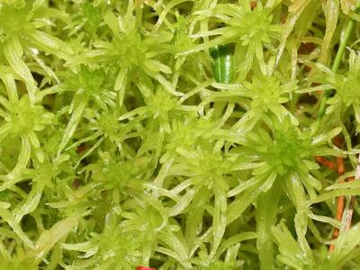 sphagnum fallax