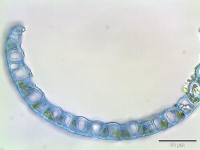 sphagnum fallax astblatt querschnitt