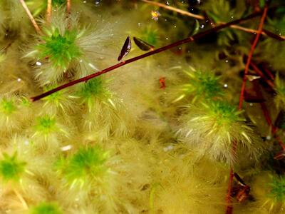 sphagnum fallax unterwasserform