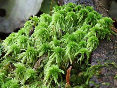 sphagnum fimbriatum