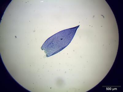 sphagnum fimbriatum astblatt