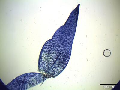 sphagnum flexuosum astblatt