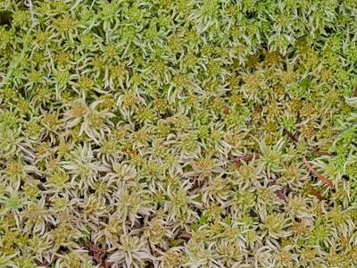 sphagnum girgensohnii