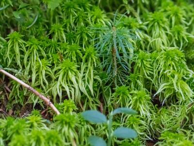 sphagnum girgensohnii habitus